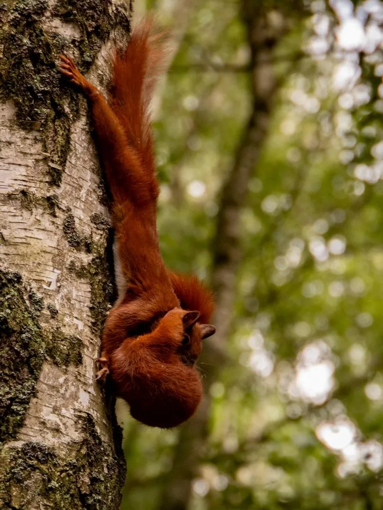 Eichhörnchen mit Baby auf dem Baum