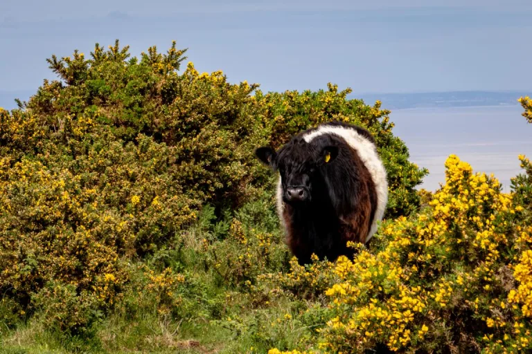 Kuh im Exmoor Nationalpark