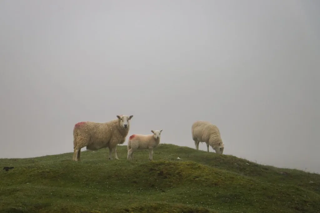 Schafe im Brecon Beacons NP