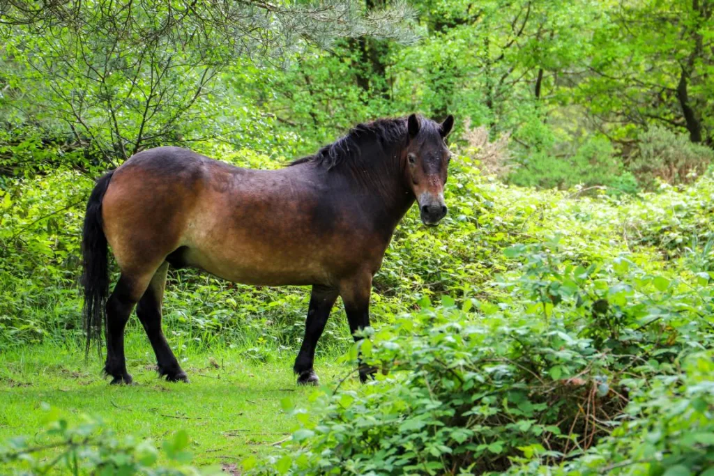 Wildpferd im Exmoor Nationalpark