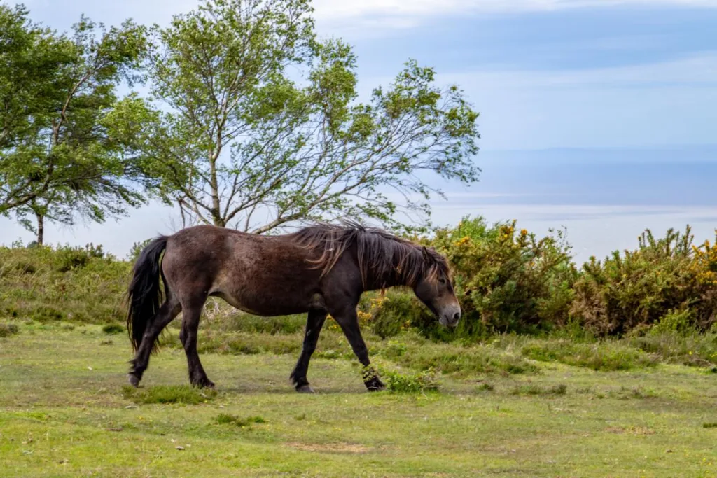 Wildpferd in England