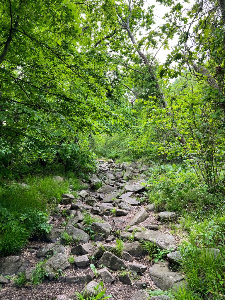 stenshuvud-nationalpark